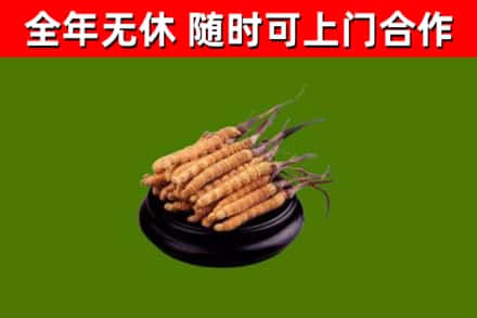 长乐回收散虫草