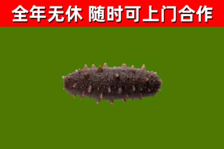 长乐回收海参干